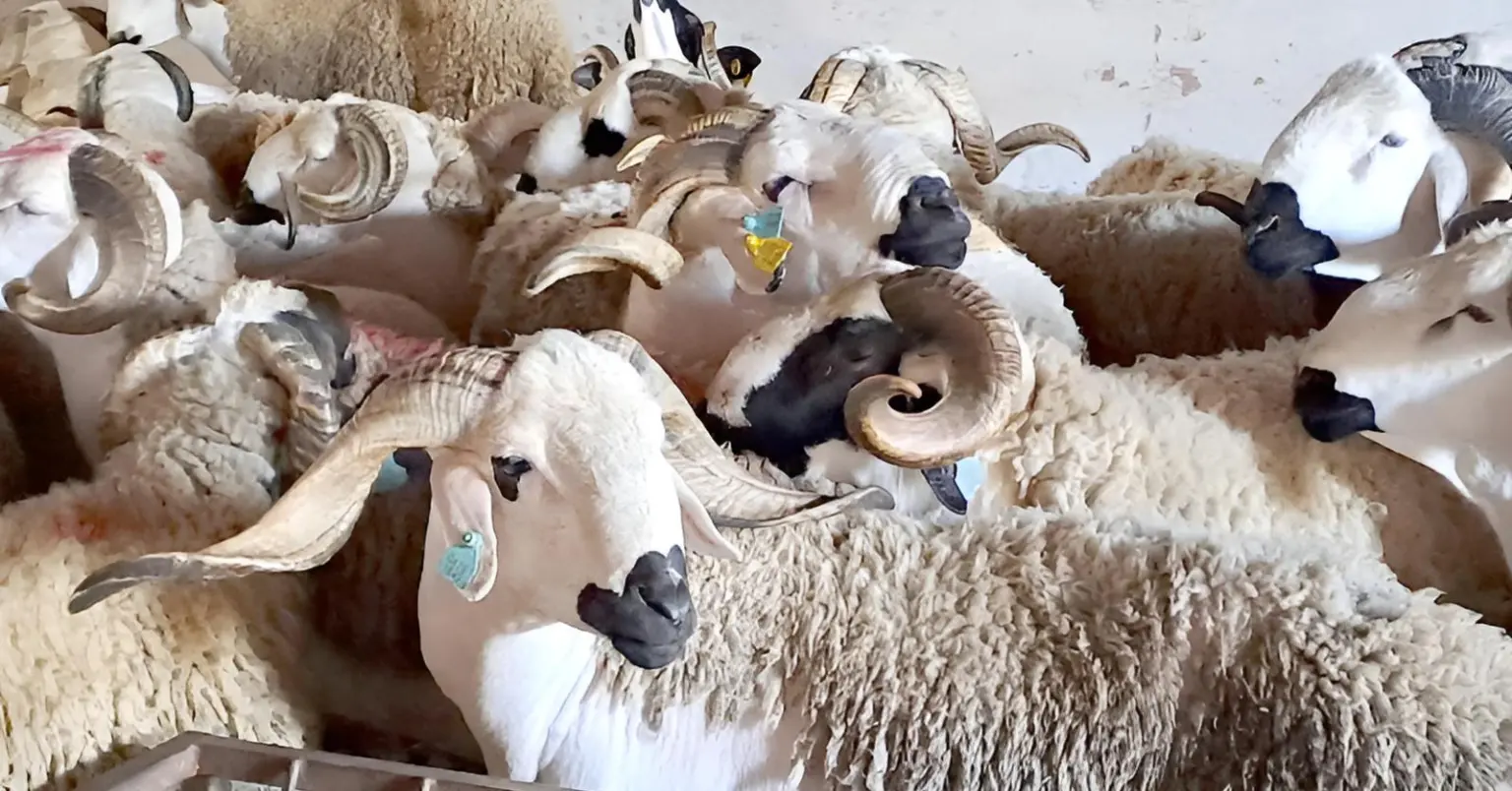أونسا: فحص 3750 أضحية و500 طبيب بيطري في مداومة خلال عيد الأضحى