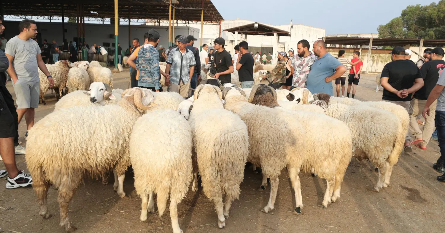مجلس المنافسة يوافق على تنظيم الأسواق المخصصة لبيع أضاحي العيد
