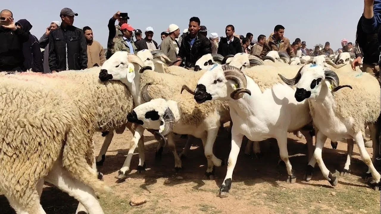عيد الأضحى.. رفع الاستعدادات لتأمين تموين الأسواق بالأغنام بمختلف الأقاليم