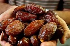 معهد البحث الزراعي يستعرض ابتكاراته في الدورة الـ15 لملتقى التمور بأرفود