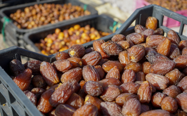المغرب يتوقع إنتاج 180 ألف طن من التمور خلال الموسم الفلاحي المقبل